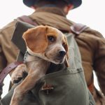 Pet Insurance : how does Pet Insurance work in Portugal ? 27